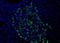 HPSE antibody, NBP1-18949, Novus Biologicals, Immunofluorescence image 