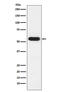 FKBP Prolyl Isomerase 4 antibody, M02165-2, Boster Biological Technology, Western Blot image 