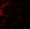 Zinc finger FYVE domain-containing protein 21 antibody, GTX32080, GeneTex, Immunohistochemistry paraffin image 