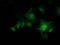 KAP1 antibody, TA502750, Origene, Immunofluorescence image 