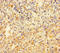 OPN5 antibody, A65386-100, Epigentek, Immunohistochemistry paraffin image 