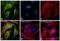 Rabbit IgG antibody, A-11008, Invitrogen Antibodies, Immunofluorescence image 
