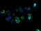Uncharacterized protein C10orf111 antibody, A58282-100, Epigentek, Immunofluorescence image 