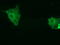 Myotubularin Related Protein 14 antibody, TA501712, Origene, Immunofluorescence image 