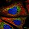 Malcavernin antibody, HPA020273, Atlas Antibodies, Immunofluorescence image 