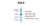 Squalene monooxygenase antibody, ARP42101_P050, Aviva Systems Biology, Western Blot image 