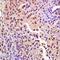 H2A Histone Family Member X antibody, orb6153, Biorbyt, Immunohistochemistry paraffin image 