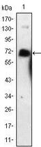 p75 ICD antibody, TA336800, Origene, Western Blot image 