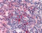Histamine H4 receptor antibody, TA340840, Origene, Immunohistochemistry paraffin image 