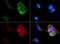 Scavenger Receptor Class B Member 1 antibody, PA1-31393, Invitrogen Antibodies, Immunofluorescence image 