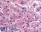 Dipeptidyl peptidase 9 antibody, LS-A8307, Lifespan Biosciences, Immunohistochemistry frozen image 