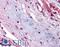 Upper Zone Of Growth Plate And Cartilage Matrix Associated antibody, LS-B5005, Lifespan Biosciences, Immunohistochemistry frozen image 