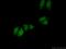 Protein Phosphatase 1 Regulatory Subunit 10 antibody, 24450-1-AP, Proteintech Group, Immunofluorescence image 