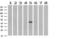 UDP-GlcNAc:betaGal beta-1,3-N-acetylglucosaminyltransferase 2 antibody, LS-C787542, Lifespan Biosciences, Western Blot image 