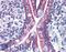 Acetyl-CoA Acyltransferase 2 antibody, LS-B6206, Lifespan Biosciences, Immunohistochemistry paraffin image 