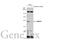 Charged multivesicular body protein 4c antibody, GTX122876, GeneTex, Western Blot image 