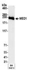 Methyl-CpG Binding Domain 4, DNA Glycosylase antibody, A700-037, Bethyl Labs, Western Blot image 