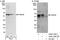 Fanconi anemia group E protein antibody, A302-125A, Bethyl Labs, Immunoprecipitation image 