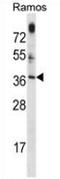 Mitochondrial GTPase 1 antibody, AP52764PU-N, Origene, Western Blot image 