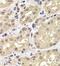 Proteasome 26S Subunit, Non-ATPase 12 antibody, FNab06884, FineTest, Immunohistochemistry frozen image 