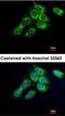 Vasodilator Stimulated Phosphoprotein antibody, orb14914, Biorbyt, Immunofluorescence image 