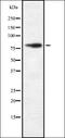 FAST Kinase Domains 2 antibody, orb337452, Biorbyt, Western Blot image 