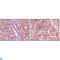 Ephrin type-B receptor 4 antibody, LS-C812461, Lifespan Biosciences, Western Blot image 