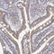 Glucose-6-Phosphatase Catalytic Subunit antibody, HPA052324, Atlas Antibodies, Immunohistochemistry frozen image 
