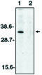 Deoxyribonuclease 2, Lysosomal antibody, MBS395968, MyBioSource, Western Blot image 
