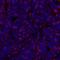 T Cell Immunoreceptor With Ig And ITIM Domains antibody, A700-047, Bethyl Labs, Immunofluorescence image 