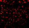 Eotaxin-1 antibody, 1123, ProSci, Immunofluorescence image 