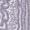 BTB Domain And CNC Homolog 1 antibody, NBP2-55113, Novus Biologicals, Immunohistochemistry paraffin image 