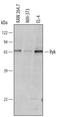 Receptor Like Tyrosine Kinase antibody, AF4649, R&D Systems, Western Blot image 
