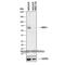 mBD-1 antibody, NB100-56330, Novus Biologicals, Western Blot image 