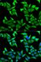 Nectin Cell Adhesion Molecule 2 antibody, orb167292, Biorbyt, Immunofluorescence image 