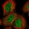 Mediator Complex Subunit 8 antibody, HPA028438, Atlas Antibodies, Immunocytochemistry image 