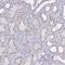 Charged multivesicular body protein 5 antibody, NBP2-49227, Novus Biologicals, Immunohistochemistry frozen image 