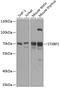 Syntaxin-binding protein 2 antibody, 14-472, ProSci, Western Blot image 