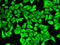 Delta-1-pyrroline-5-carboxylate dehydrogenase, mitochondrial antibody, LS-C335256, Lifespan Biosciences, Immunofluorescence image 