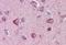 Solute Carrier Family 22 Member 17 antibody, orb88646, Biorbyt, Immunohistochemistry paraffin image 