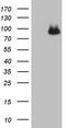 Complement factor I antibody, M00973-1, Boster Biological Technology, Western Blot image 