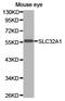 Solute Carrier Family 32 Member 1 antibody, TA327533, Origene, Western Blot image 