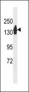 RECQ4 antibody, LS-C155967, Lifespan Biosciences, Western Blot image 
