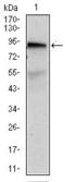 ATP Binding Cassette Subfamily B Member 5 antibody, GTX60661, GeneTex, Western Blot image 