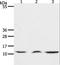 C-C Motif Chemokine Ligand 17 antibody, LS-B15798, Lifespan Biosciences, Western Blot image 