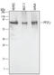 Protein Phosphatase, Mg2+/Mn2+ Dependent 1G antibody, AF5595, R&D Systems, Western Blot image 