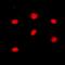 RB Transcriptional Corepressor 1 antibody, orb338868, Biorbyt, Immunofluorescence image 