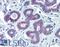 Nuclear Respiratory Factor 1 antibody, LS-B3511, Lifespan Biosciences, Immunohistochemistry frozen image 