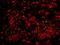 Karyopherin Subunit Alpha 4 antibody, IHC-00321, Bethyl Labs, Immunofluorescence image 