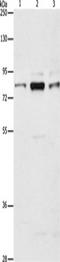 Rho Guanine Nucleotide Exchange Factor 7 antibody, TA349510, Origene, Western Blot image 